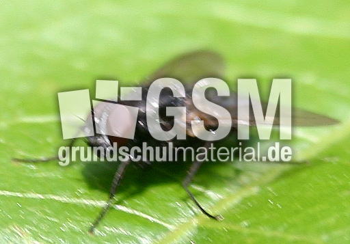 Stubenfliege-1.jpg